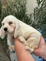 Daisy , a female English Cocker Spaniel for sale in Westfield, MA – 4 of 8