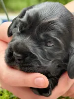 Coco , a female English Cocker Spaniel for sale in Westfield, MA – 2 of 5
