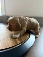 Luna, a female English Cocker Spaniel for sale in Westfield, MA – Photo 5 of 5