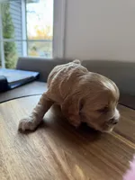 Luna, a female English Cocker Spaniel for sale in Westfield, MA – Photo 4 of 5