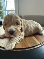 Luna, a female English Cocker Spaniel for sale in Westfield, MA – Photo 2 of 5