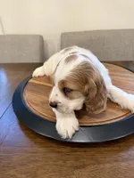 Theo , a male English Cocker Spaniel for sale in Westfield, MA – 6 of 10