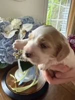 Theo , a male English Cocker Spaniel for sale in Westfield, MA – 4 of 6