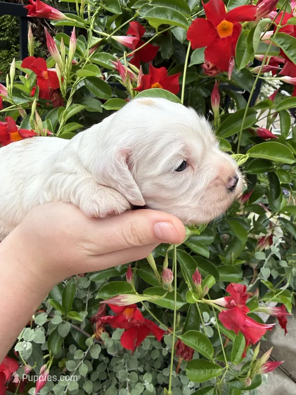 Daisy  – English Cocker Spaniel puppy for sale in Westfield, MA