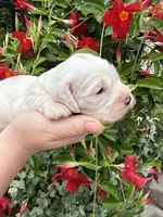 Daisy , a female English Cocker Spaniel for sale in Westfield, MA – 1 of 8