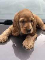 Bruno , a male English Cocker Spaniel for sale in Westfield, MA – 4 of 6