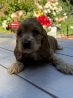Bruno , a male English Cocker Spaniel for sale in Westfield, MA – 3 of 10