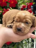 Lily , a female English Cocker Spaniel for sale in Westfield, MA – 3 of 5