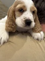 Theo , a male English Cocker Spaniel for sale in Westfield, MA – 9 of 10
