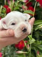 Daisy , a female English Cocker Spaniel for sale in Westfield, MA – 7 of 8