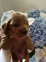 Biscuit , a male English Cocker Spaniel for sale in Westfield, MA – 2 of 7