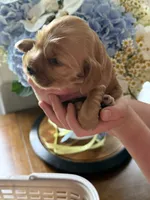 Biscuit , a male English Cocker Spaniel for sale in Westfield, MA – 7 of 7