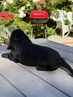 Coco , a female English Cocker Spaniel for sale in Westfield, MA – 6 of 7