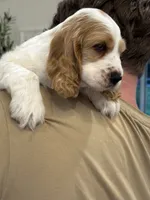 Theo , a male English Cocker Spaniel for sale in Westfield, MA – 8 of 10