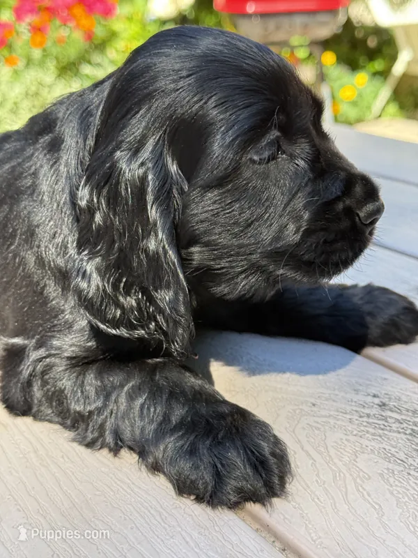 Coco  – English Cocker Spaniel puppy for sale in Westfield, MA