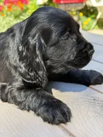 Coco , a female English Cocker Spaniel for sale in Westfield, MA – 1 of 7