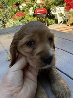 Bruno , a male English Cocker Spaniel for sale in Westfield, MA – 4 of 10