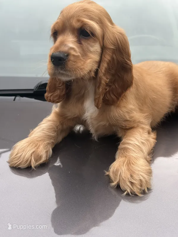 Bruno  – English Cocker Spaniel puppy for sale in Westfield, MA