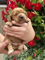 Lily , a female English Cocker Spaniel for sale in Westfield, MA – 2 of 5