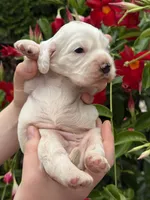 Daisy , a female English Cocker Spaniel for sale in Westfield, MA – 5 of 8