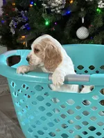 Cream, a female English Cocker Spaniel for sale in Westfield, MA – Photo 8 of 10