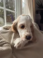 Cream, a female English Cocker Spaniel for sale in Westfield, MA – Photo 10 of 10