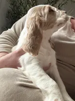 Cream, a female English Cocker Spaniel for sale in Westfield, MA – Photo 2 of 10