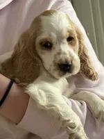 Cream, a female English Cocker Spaniel for sale in Westfield, MA – Photo 6 of 10