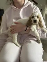 Cream, a female English Cocker Spaniel for sale in Westfield, MA – Photo 9 of 10