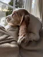 Cream, a female English Cocker Spaniel for sale in Westfield, MA – Photo 7 of 10