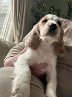Cream, a female English Cocker Spaniel for sale in Westfield, MA – Photo 1 of 10