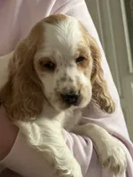 Cream, a female English Cocker Spaniel for sale in Westfield, MA – Photo 4 of 10
