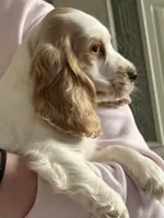 Cream, a female English Cocker Spaniel for sale in Westfield, MA – Photo 3 of 10