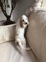 Cream, a female English Cocker Spaniel for sale in Westfield, MA – Photo 5 of 10