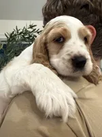 Theo , a male English Cocker Spaniel for sale in Westfield, MA – 10 of 10