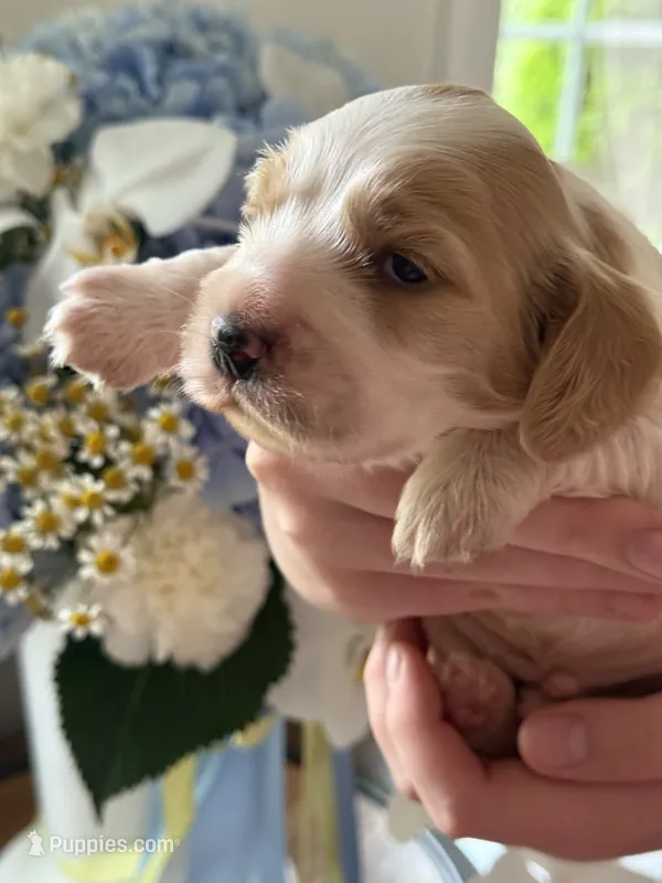Theo  – English Cocker Spaniel puppy for sale in Westfield, MA