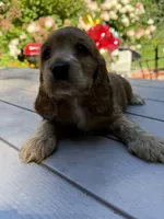 Bruno , a male English Cocker Spaniel for sale in Westfield, MA – 2 of 10