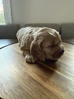 Cherry, a female English Cocker Spaniel for sale in Westfield, MA – Photo 2 of 8