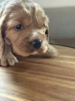 Cherry, a female English Cocker Spaniel for sale in Westfield, MA – Photo 3 of 8