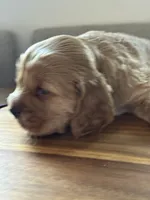 Cherry, a female English Cocker Spaniel for sale in Westfield, MA – Photo 1 of 8