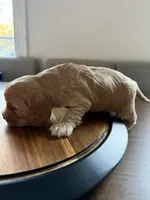 Cherry, a female English Cocker Spaniel for sale in Westfield, MA – Photo 6 of 8