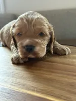 Cherry, a female English Cocker Spaniel for sale in Westfield, MA – Photo 7 of 8
