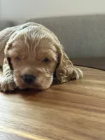 Cherry, a female English Cocker Spaniel for sale in Westfield, MA – Photo 8 of 8