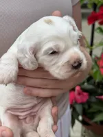 Daisy , a female English Cocker Spaniel for sale in Westfield, MA – 4 of 8