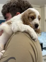 Theo , a male English Cocker Spaniel for sale in Westfield, MA – 4 of 10