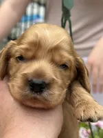 Lily , a female English Cocker Spaniel for sale in Westfield, MA – 4 of 5