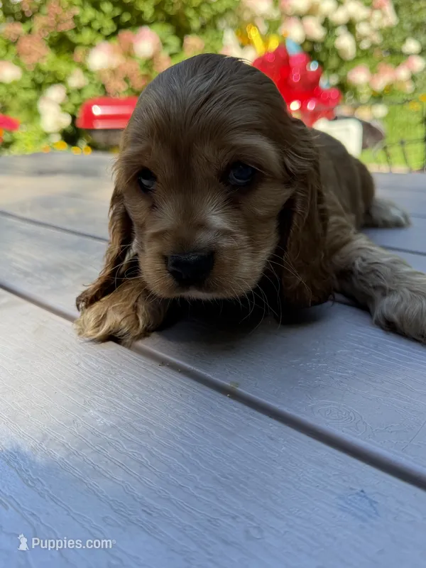 Bruno  – English Cocker Spaniel puppy for sale in Westfield, MA