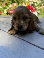 Bruno , a male English Cocker Spaniel for sale in Westfield, MA – 1 of 10