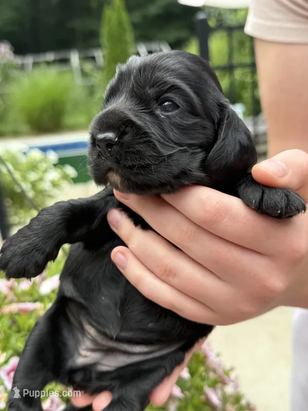Coco  – English Cocker Spaniel puppy for sale in Westfield, MA