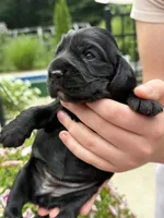 Coco , a female English Cocker Spaniel for sale in Westfield, MA – 1 of 5